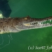 crocodile_american_chiq_jar_h_0130_cub1655.jpg